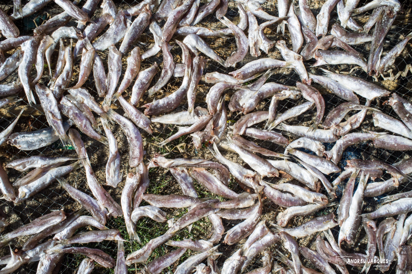 birmanie-242 (Grand).jpg